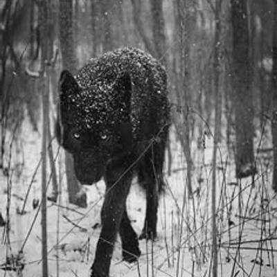 morgawr@bookstodon.com