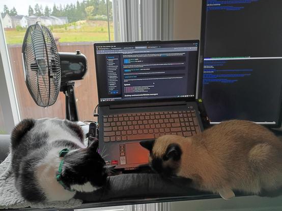 a black and white cat sleeping to the left of a laptop on gitlab and on the right is a brown and tan Siamese cat sleeping.